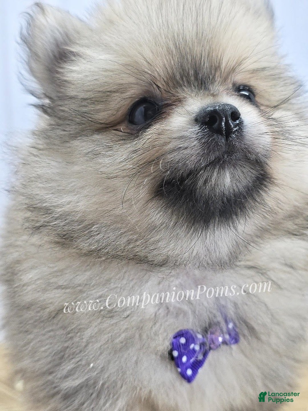 Pomeranian dogs for sale: Love-a-lot Bear - Image 2