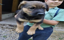 Norwegian Elkhound dogs for sale: Juno - Image 4