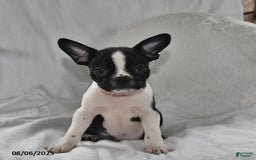 Boston Terrier dogs for sale: Bo - Image 3