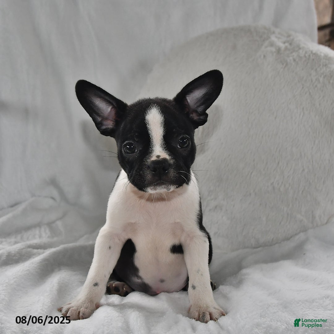 Boston Terrier dogs for sale: Bo - Image 3