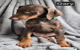 Doberman Pinscher dogs for sale: Gary - Image 4