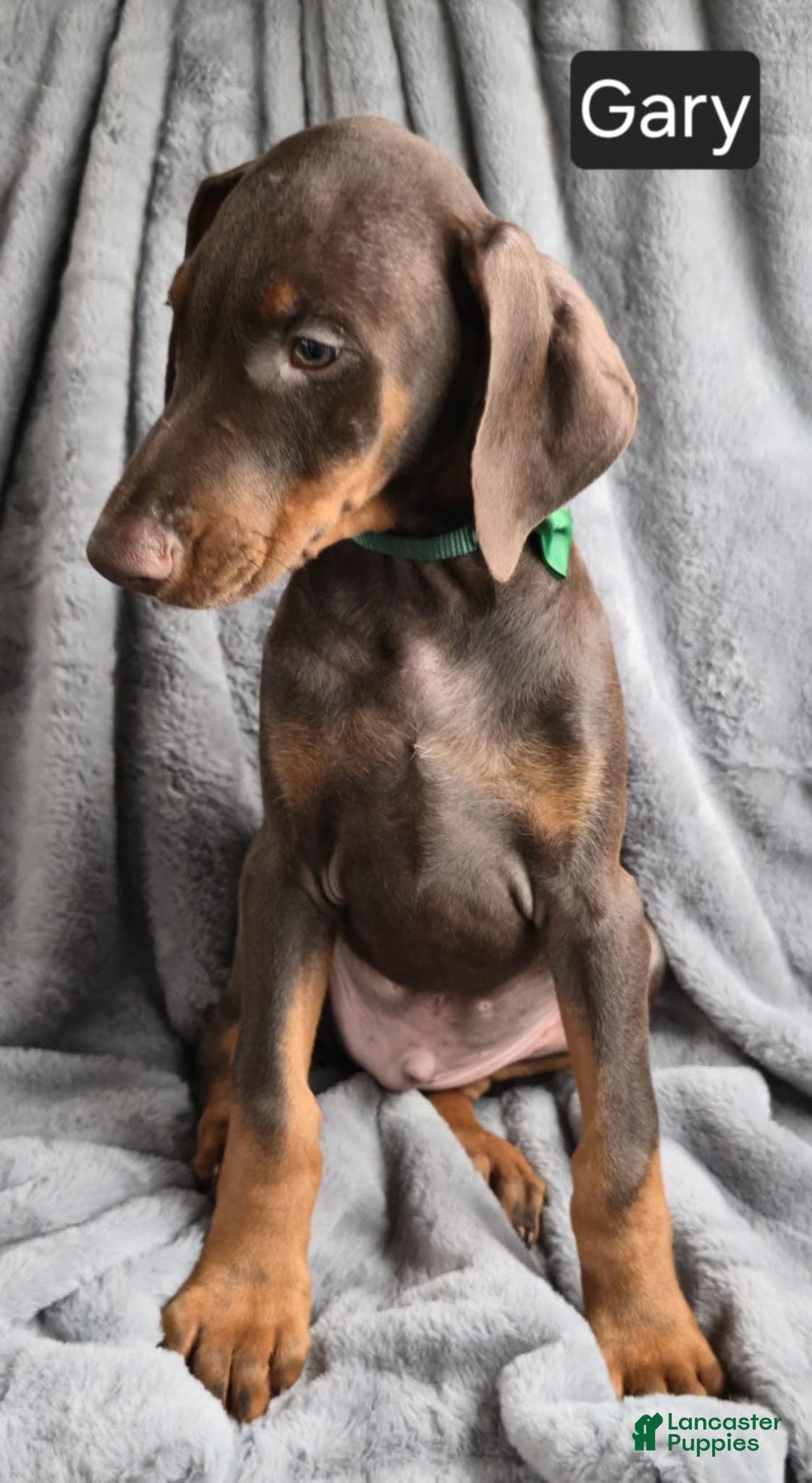 Doberman Pinscher dogs for sale: Gary - Image 4