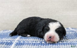 Mini Bernedoodle dogs for sale: Leo - Image 26