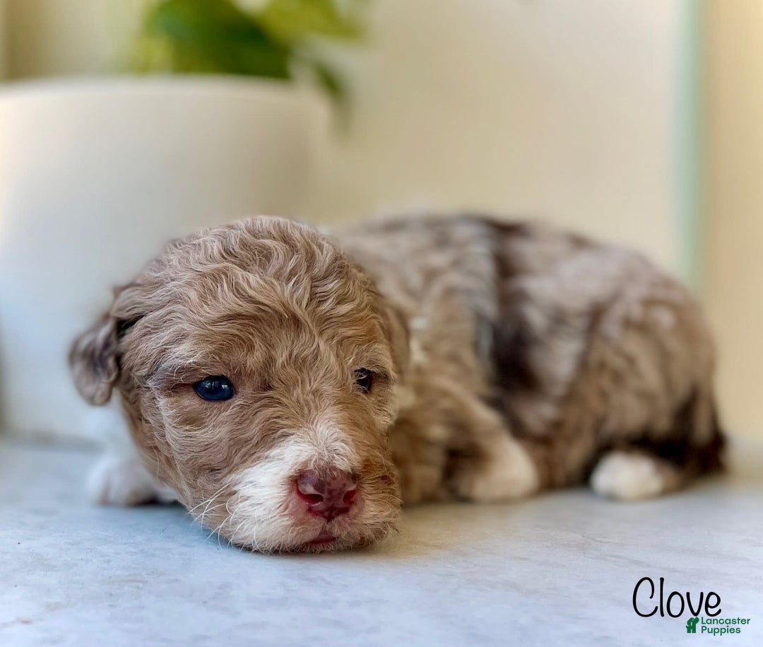 Mini Aussiedoodle dogs for sale: Clove - Image 3