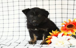 German Shepherd dogs for sale: Jackson - Image 9