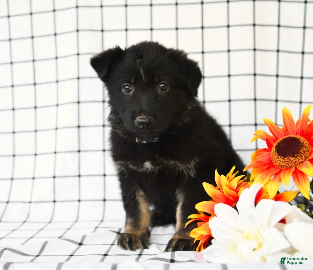 German Shepherd dogs for sale: Jackson - Image 9