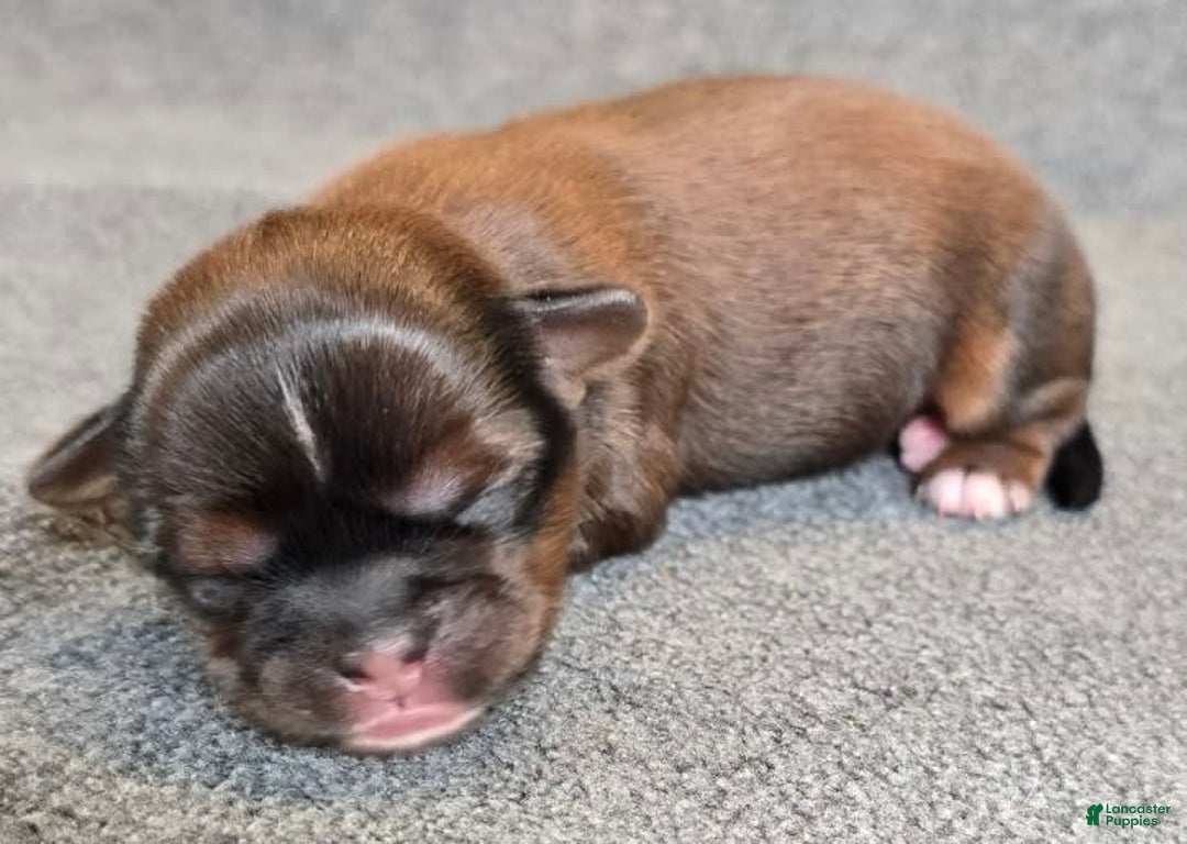 Shorkie dogs for sale: Peanut - Image 9