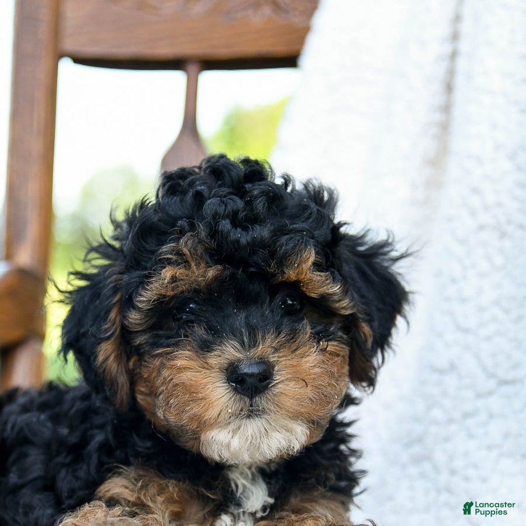 Havapoo dogs for sale: Pickles - Image 5