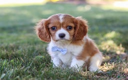 Cavalier King Charles Spaniel dogs for sale: Winston - Image 3