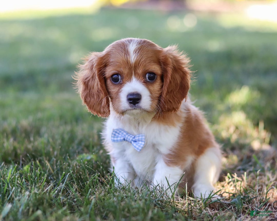 Cavalier King Charles Spaniel dogs for sale: Winston - Image 3