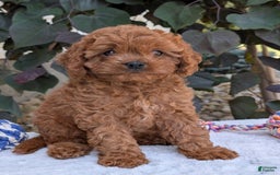 Cavapoo dogs for sale: Ginger - Image 24