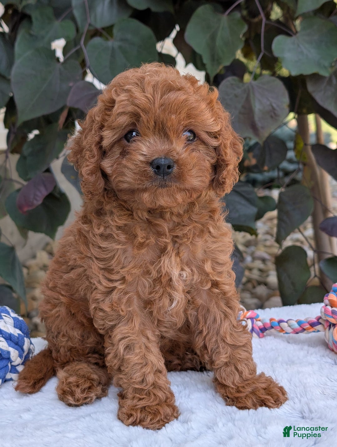 Cavapoo dogs for sale: Ginger - Image 24