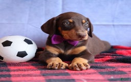 Doberman Pinscher dogs for sale: Dixie - Image 13