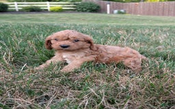 Cavapoo dogs for sale: Axel - Image 7