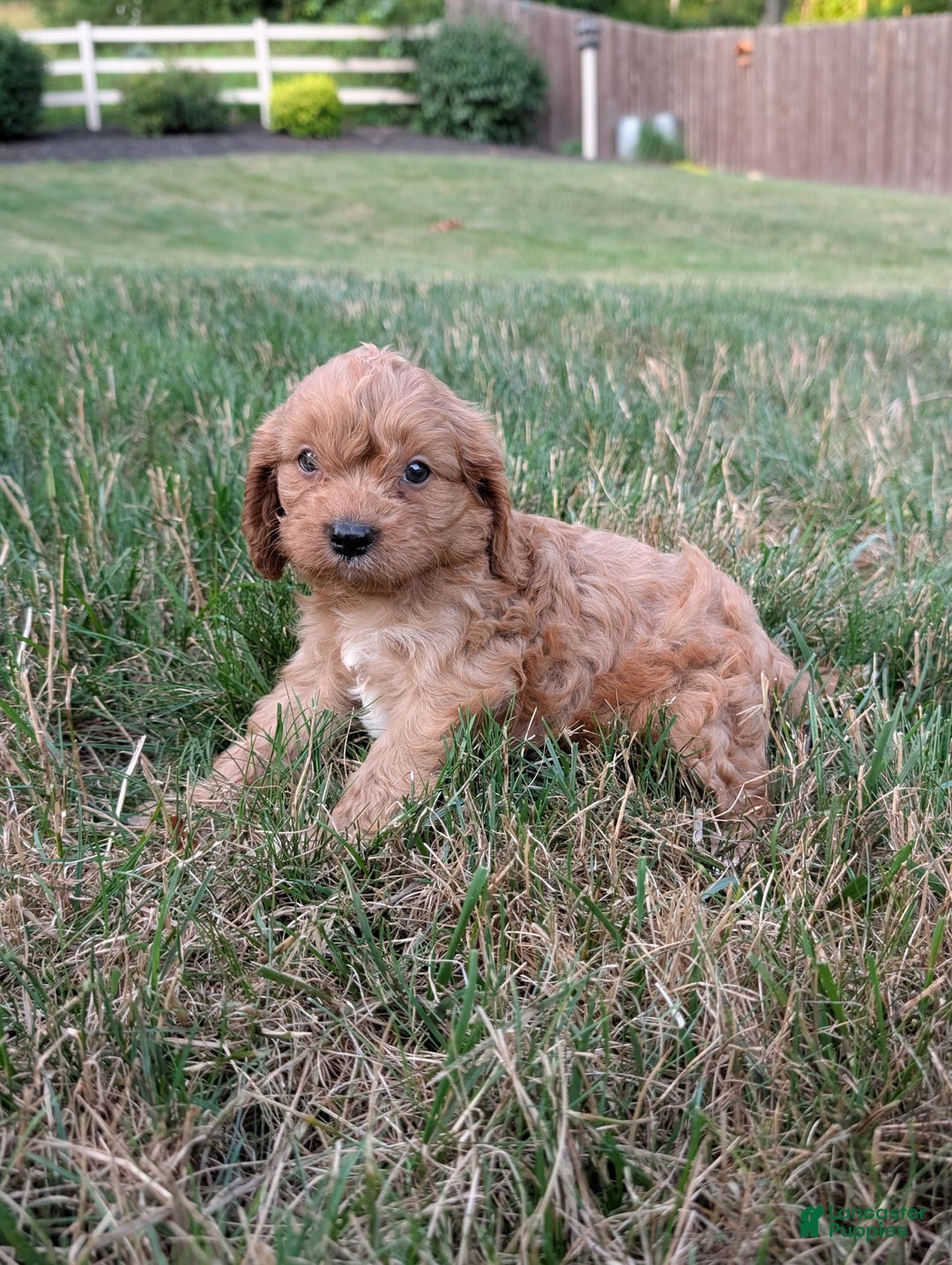Cavapoo dogs for sale: Axel - Image 7