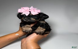 Maltipoo dogs for sale: Tiny Silk - Image 3