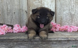 Belgian Tervuren dogs for sale: Lila - Image 4