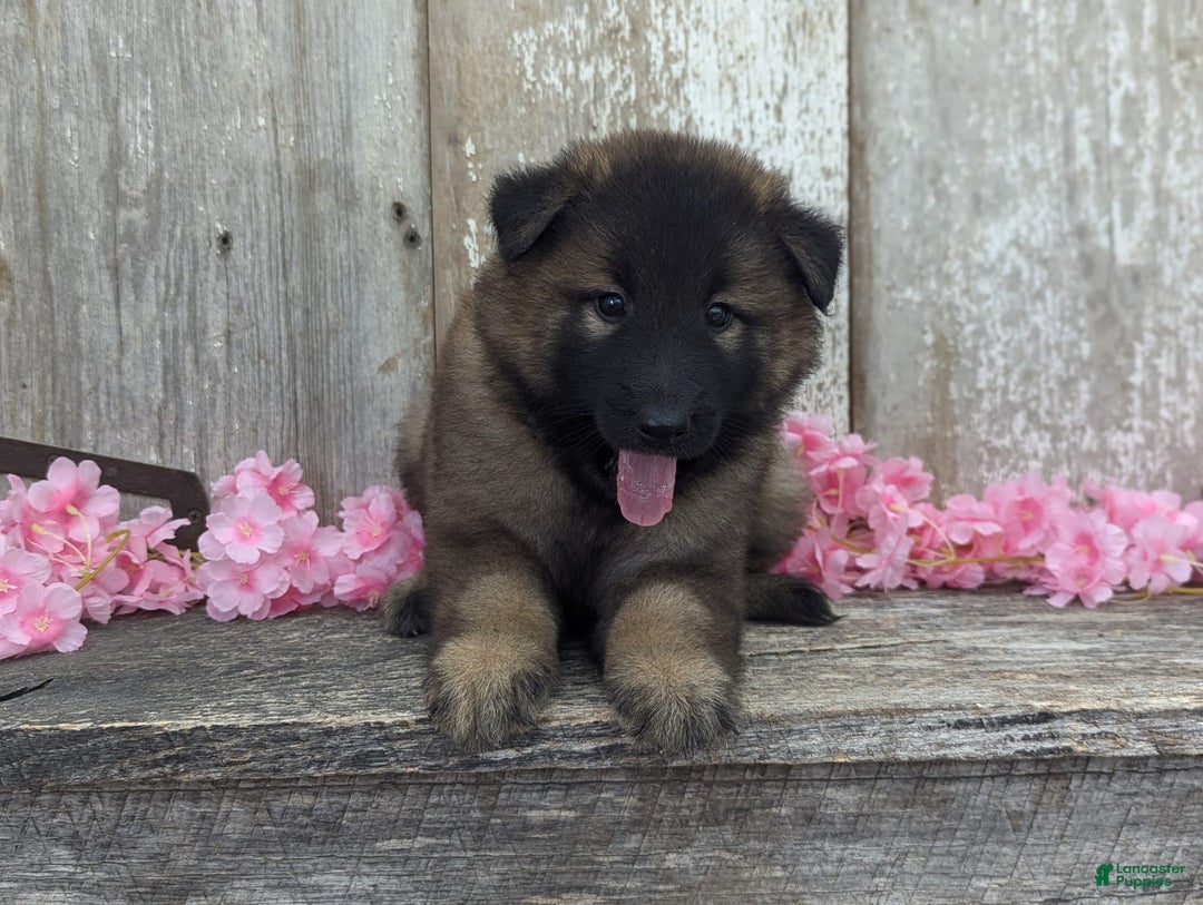 Belgian Tervuren dogs for sale: Lila - Image 4