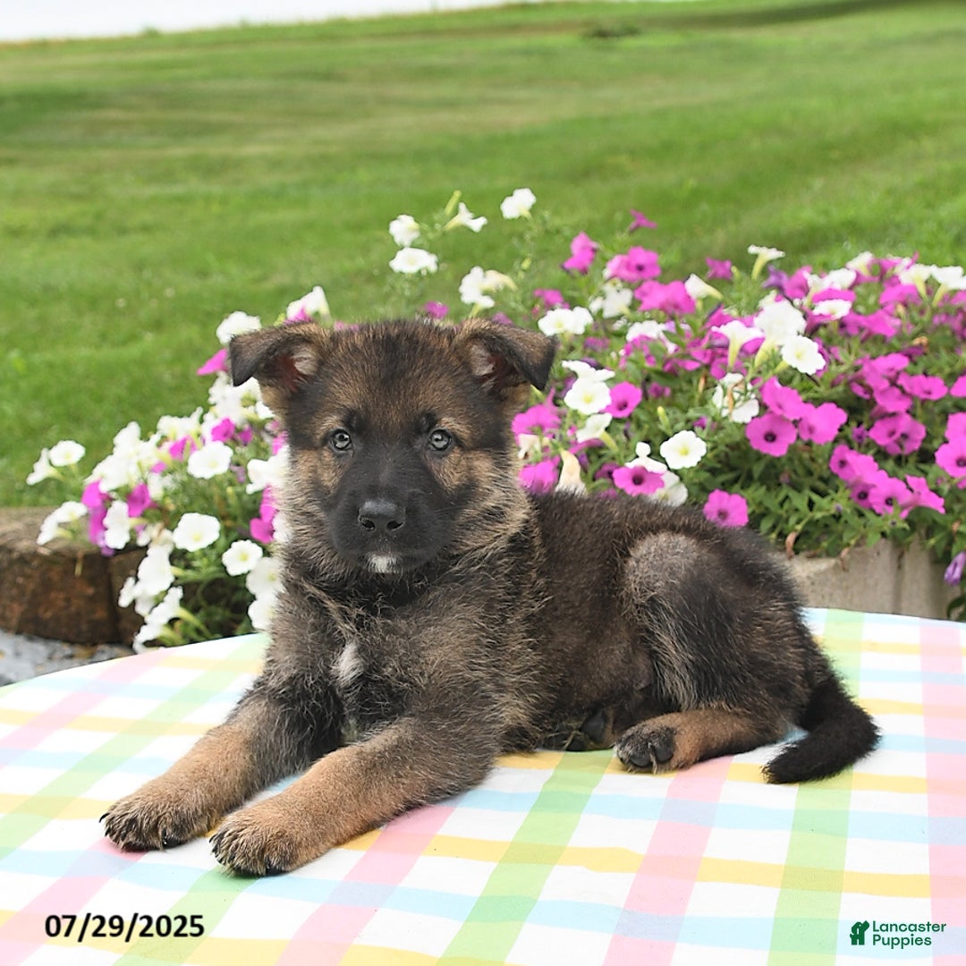 German Shepherd dogs for sale: Brutus - Image 3