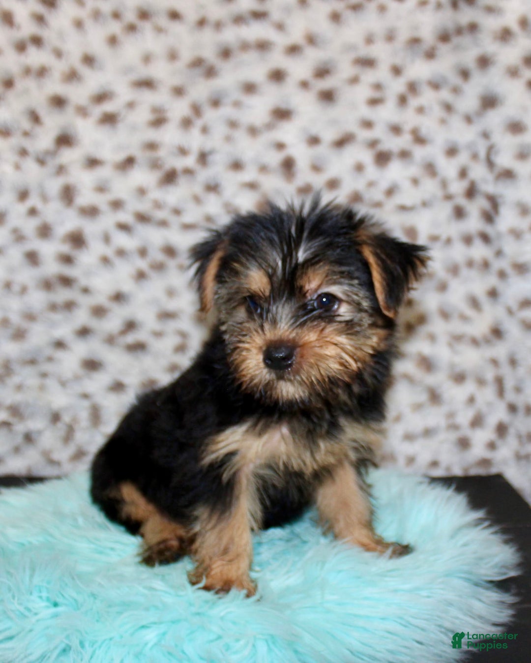 Yorkshire Terrier dogs for sale: Samson - Image 5