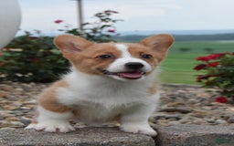 Welsh Corgi Pembroke dogs for sale: Lila - Image 2