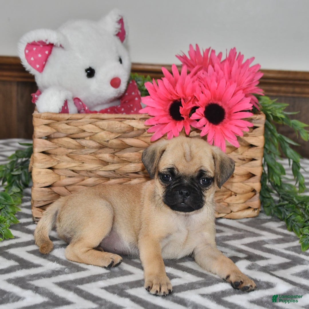 Pug dogs for sale: Sweetie - Image 5