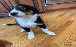 Australian Shepherd dogs for sale: Linus - Image 1