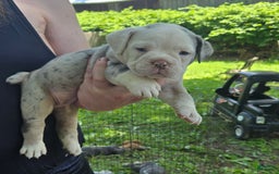 Olde English Bulldogge dogs for sale: Anna - Image 1