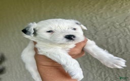 Miniature Schnauzer dogs for sale: Thor - Image 5