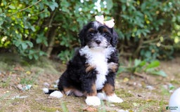 Mini Bernedoodle dogs for sale: Nova - Image 7
