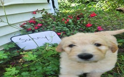 Goldendoodle dogs for sale: Sunny - Image 3