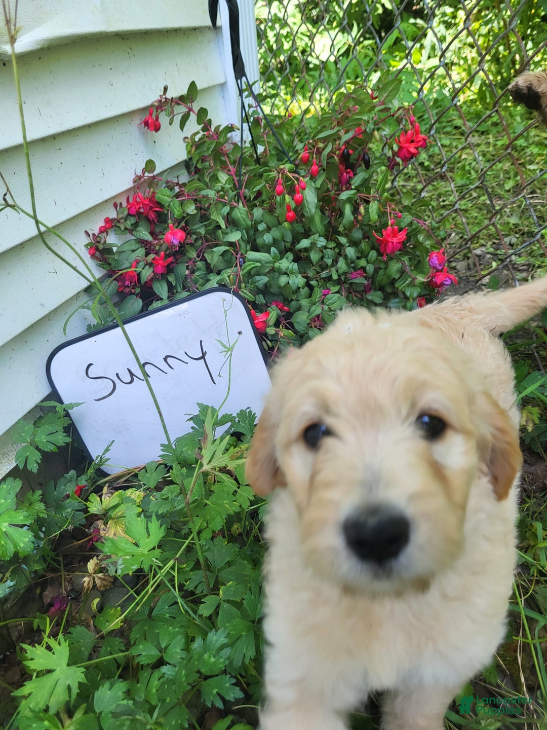 Goldendoodle dogs for sale: Sunny - Image 3