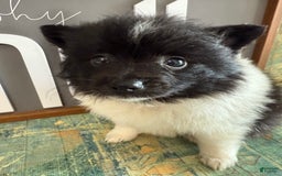 Pomeranian dogs for sale: Abby - Image 5