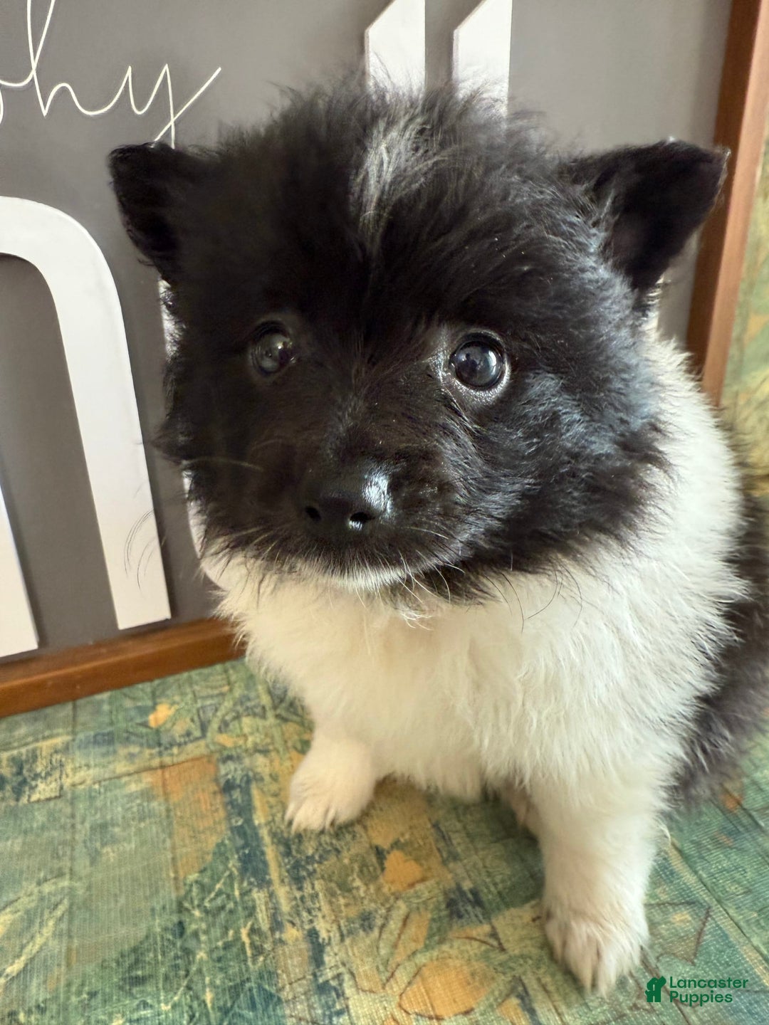 Pomeranian dogs for sale: Abby - Image 5