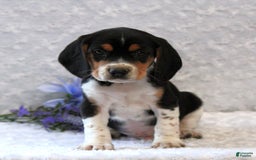 Beagle dogs for sale: Willy - Image 1