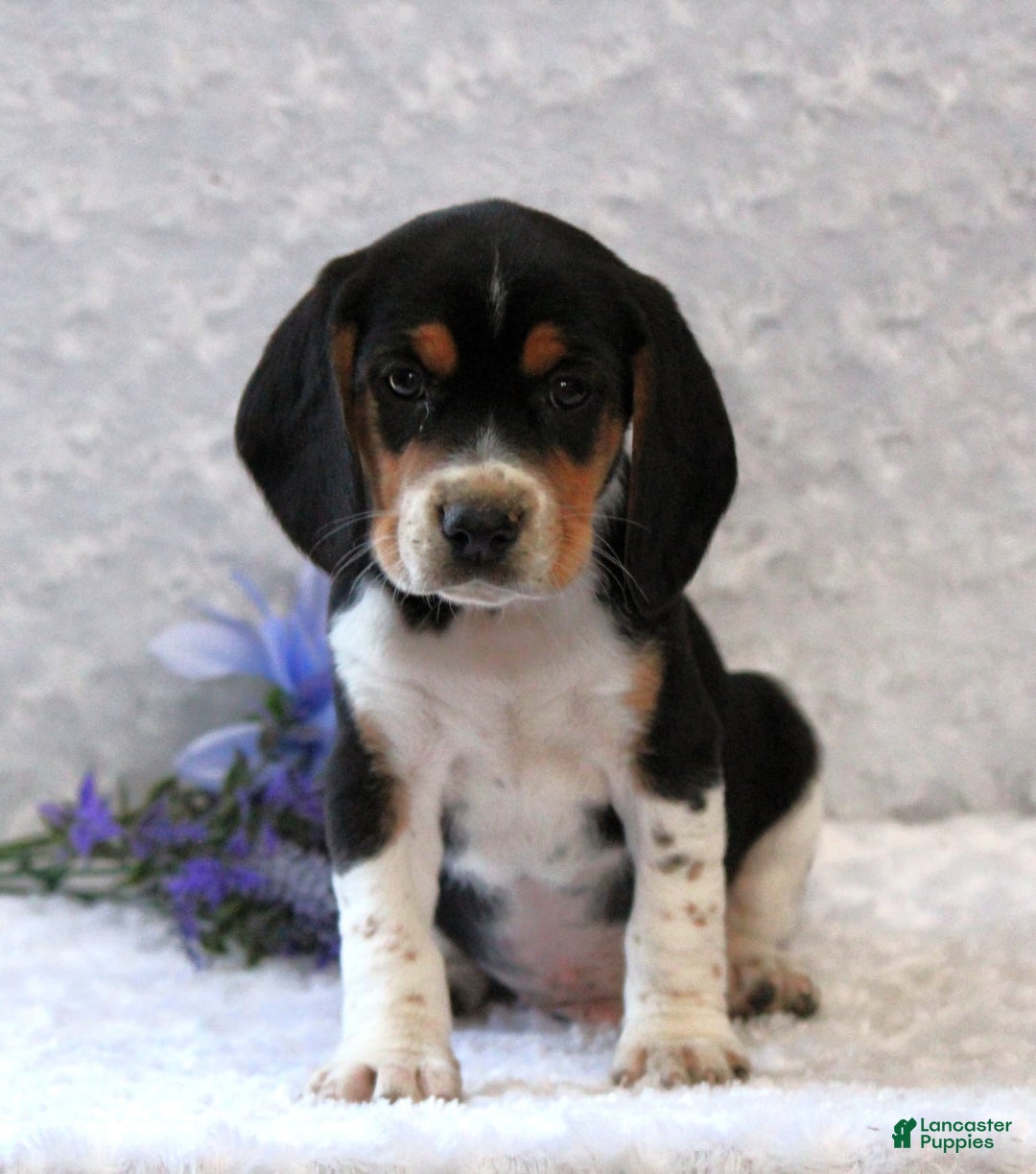 Beagle dogs for sale: Willy - Image 1