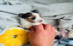 Yorkshire Terrier dogs for sale: Beanie - Image 7