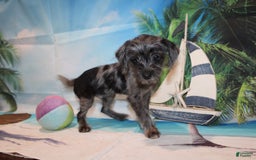 Schnoodle dogs for sale: Galaxy - Image 6