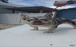 French Bulldog dogs for sale: Riot - Image 5