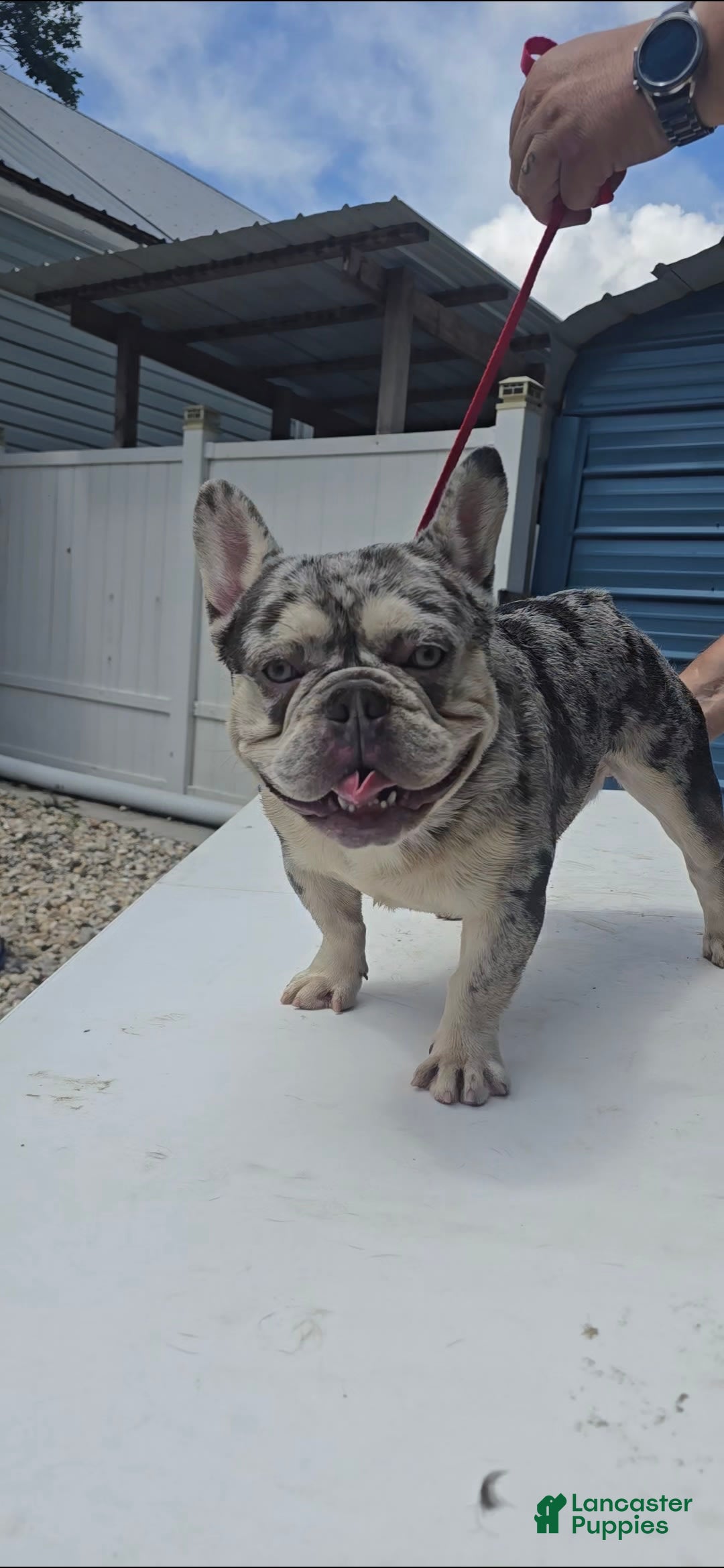 French Bulldog dogs for sale: Riot - Image 5