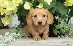Miniature Dachshund dogs for sale: Miniature Dachshund 4 puppies - Image 1