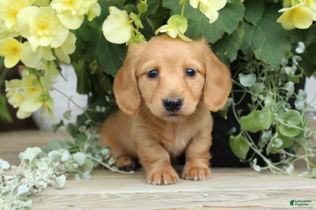 Miniature Dachshund dogs for sale: Miniature Dachshund 4 puppies - Image 1
