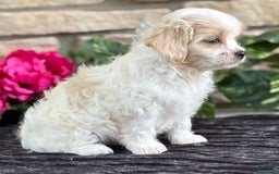 Cavalier King Charles Spaniel dogs for sale: ELLA - Image 12
