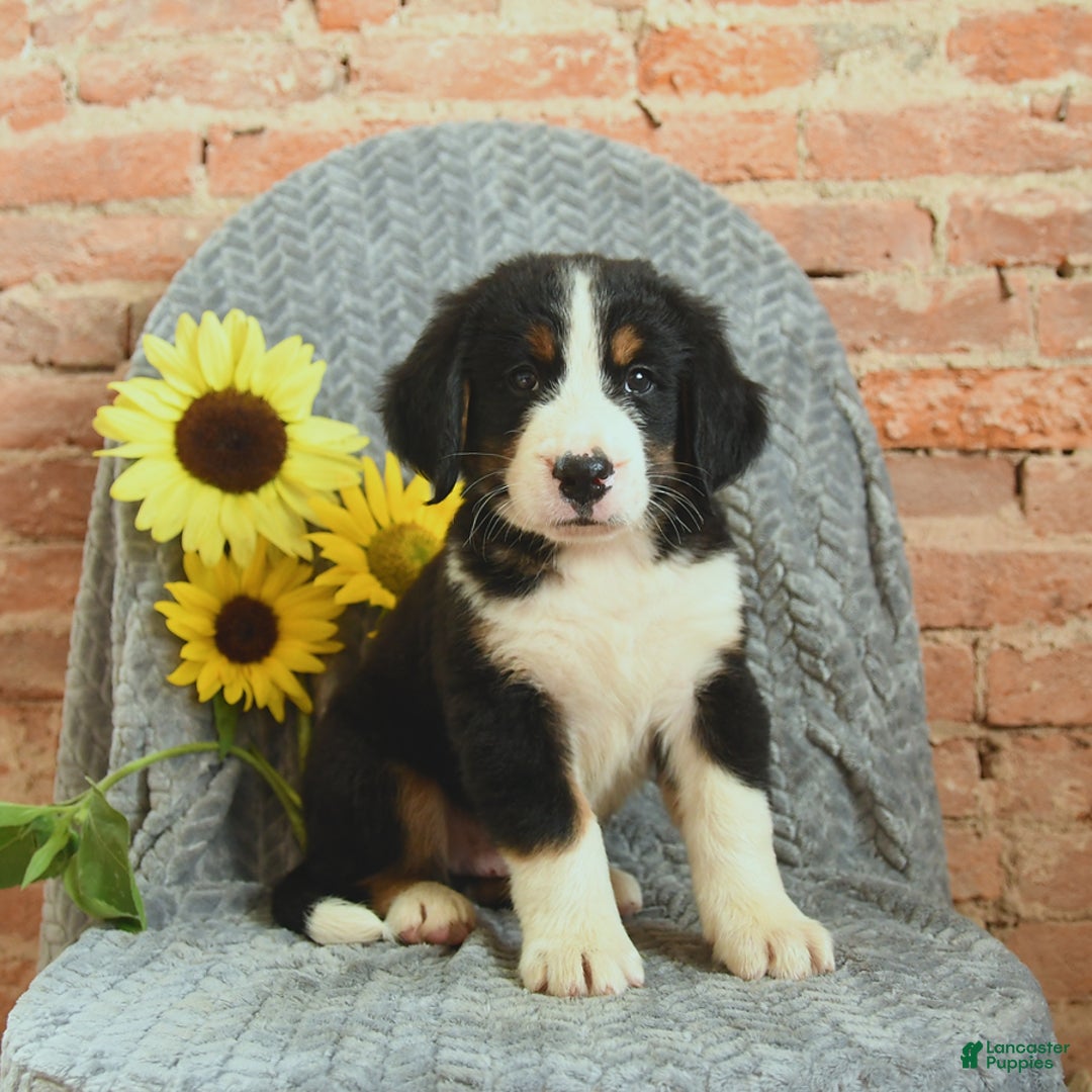 Greater Swiss Mountain Dog dogs for sale: Royce - Image 2