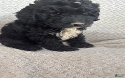 Mini Aussiedoodle dogs for sale: Hadley - Image 3