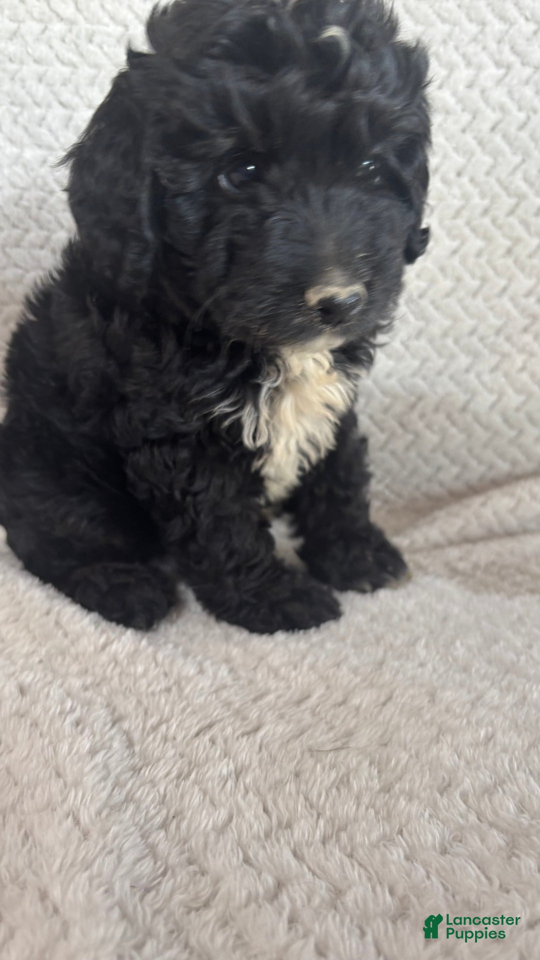Mini Aussiedoodle dogs for sale: Hadley - Image 3
