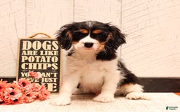 Cavalier King Charles Spaniel dogs for sale: Barklee - Image 2