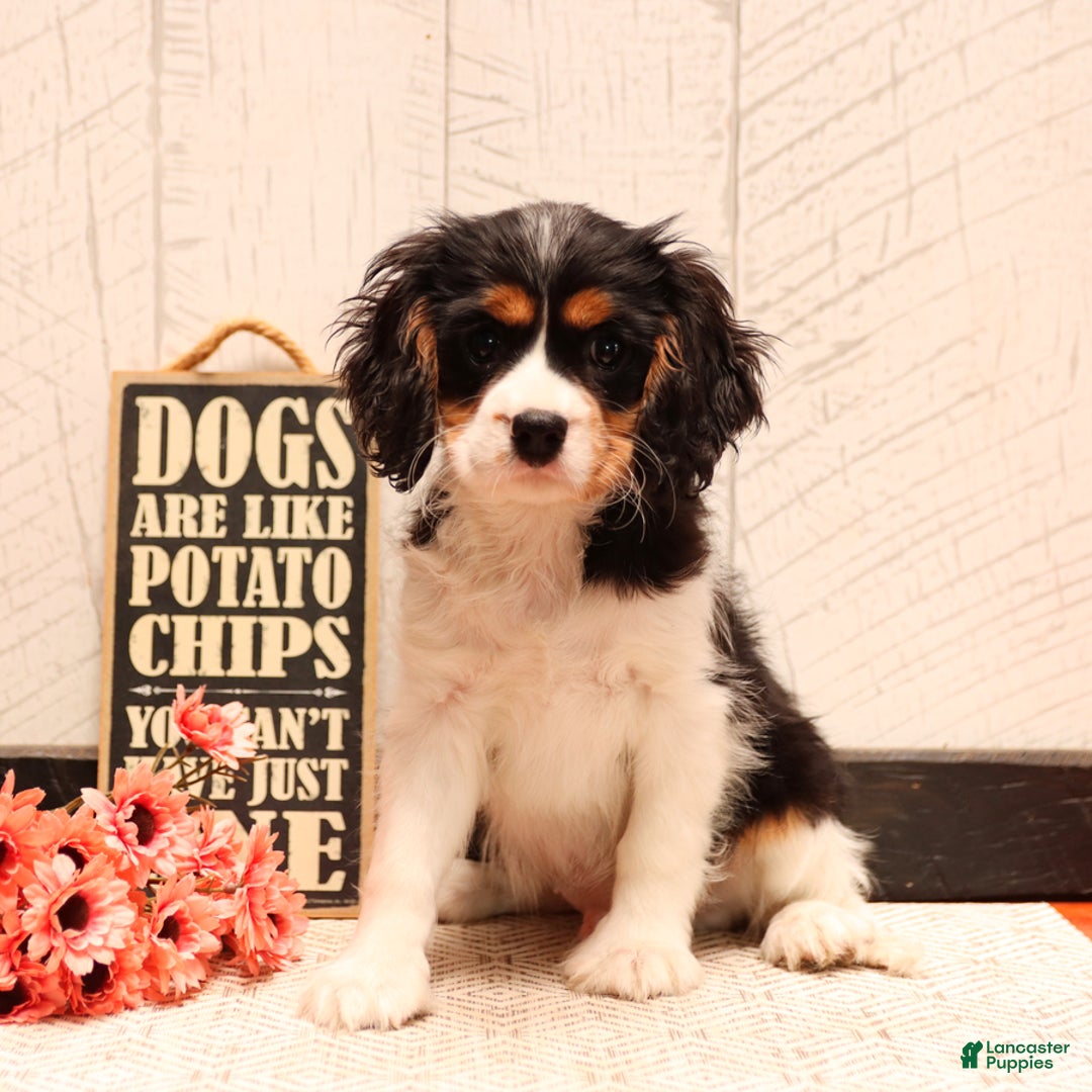 Cavalier King Charles Spaniel dogs for sale: Barklee - Image 2