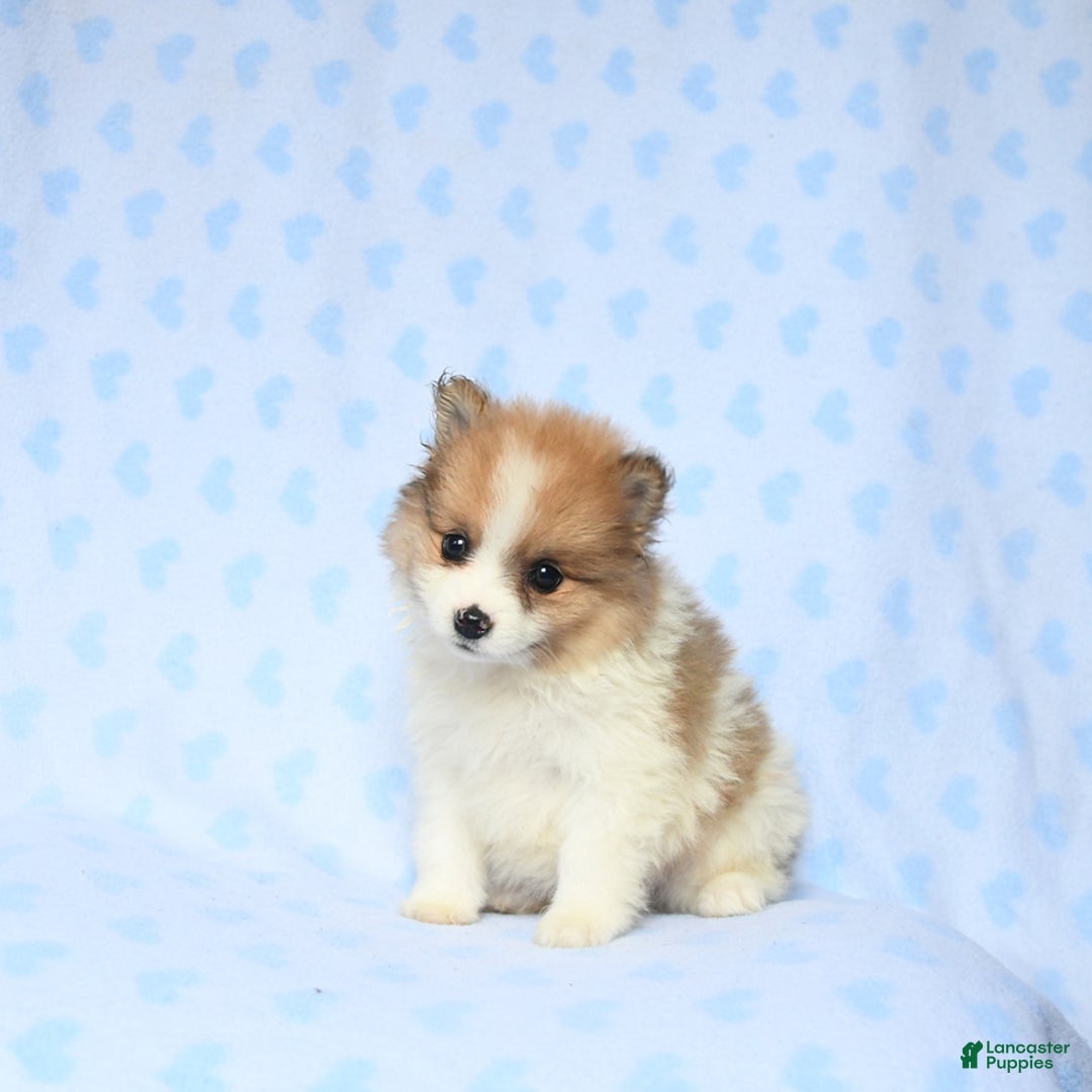 Pomeranian dogs for sale: Jasper - Image 2