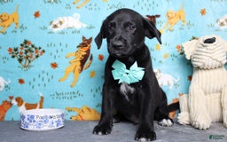 Labrador Retriever dogs for sale: Obsidian - Image 15